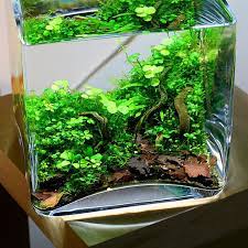 Crea un oasis submarino en tu hogar con un nano acuario
