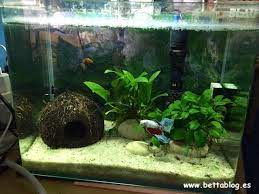 Cómo crear un acuario Betta acogedor y seguro para tu pez luchador