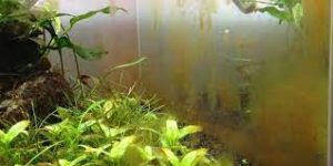 Cómo prevenir y controlar el crecimiento de alga marrón en tu acuario
