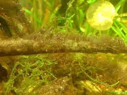 Los efectos del desequilibrio de nutrientes en la proliferación del alga marrón