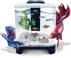 Elige los peces adecuados para tu mini acuario: pequeñas maravillas acuáticas